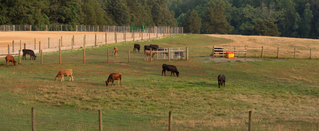 Cattle Pasture