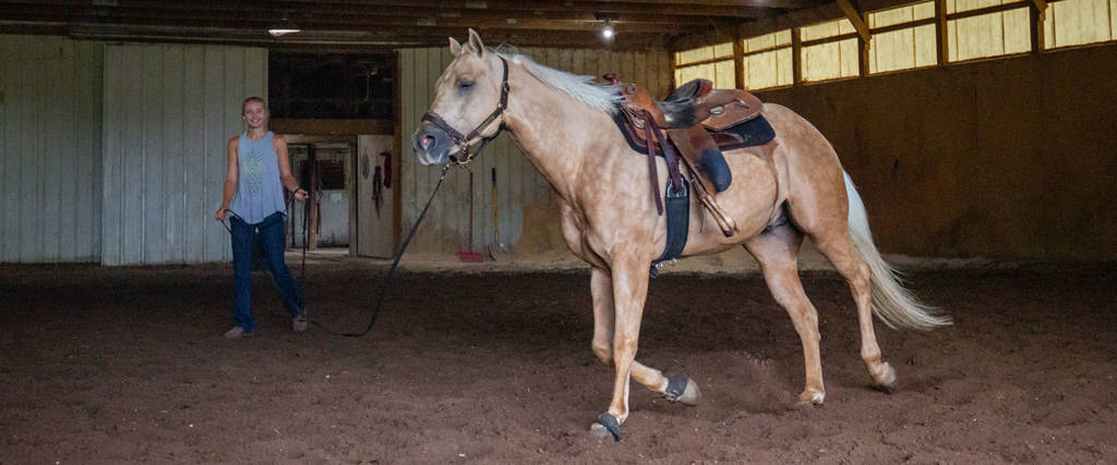 Horse in an Indoor Arena