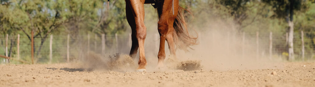 Horse standing in dusty arena