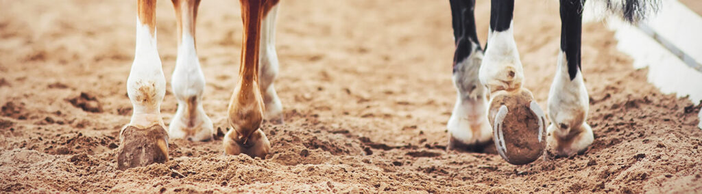 Horses walking on uneven footing in a natural footing arena